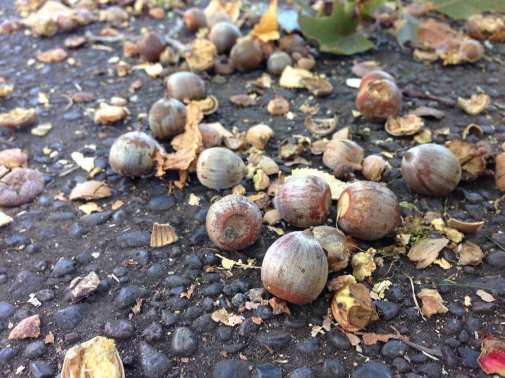 acorns